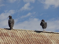 Black Vultures