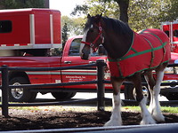Famous budweiser Clydesdale