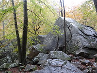 Ozark national forest