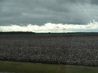 Cotton fields