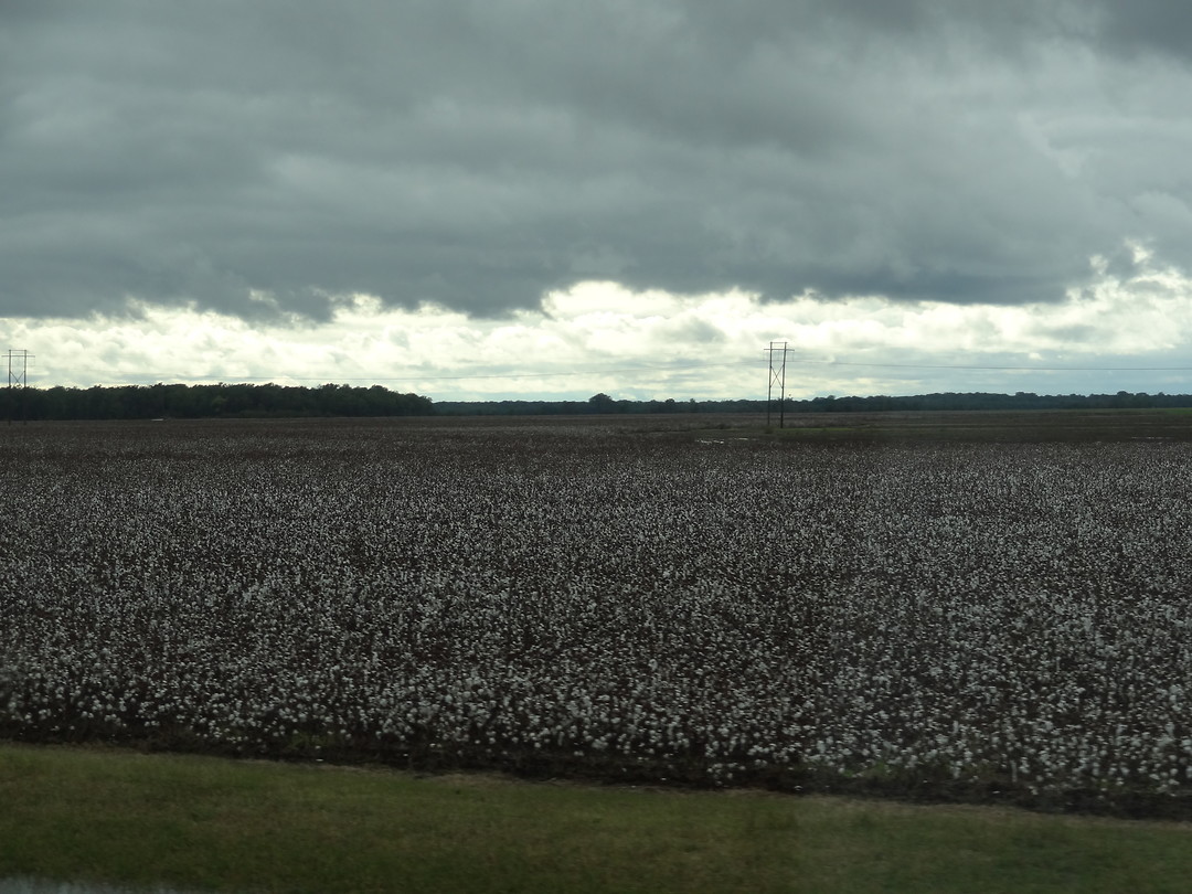 Cotton fields