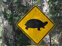 Turtle crossing