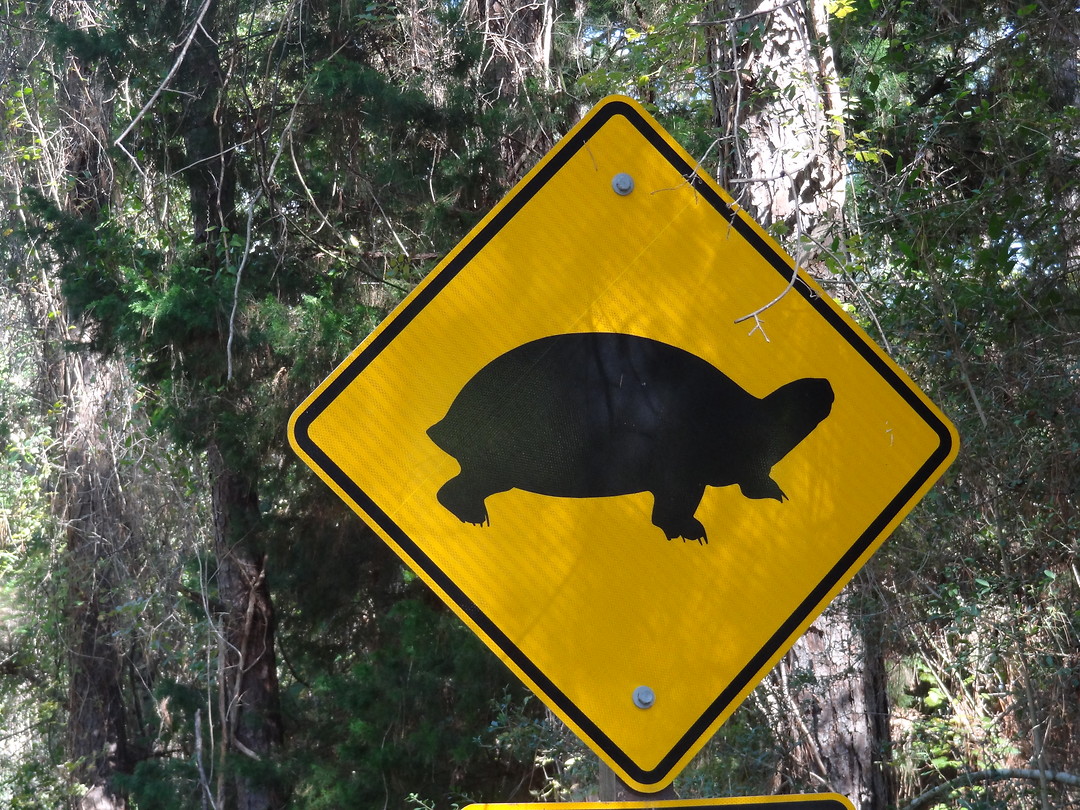 Turtle crossing