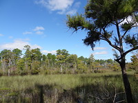 Sandhill crane nwr