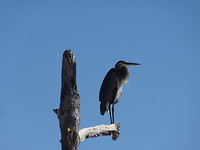 Great blue heron