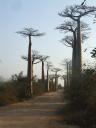 avenue d' baobab 002