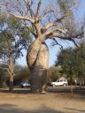 les baobab amoureux 003