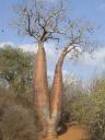 spiny forest 005