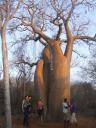 spiny forest 038