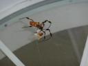 De Banana spider een stukje kip gegeven.