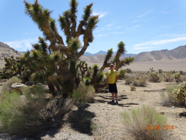 Cactusboom
