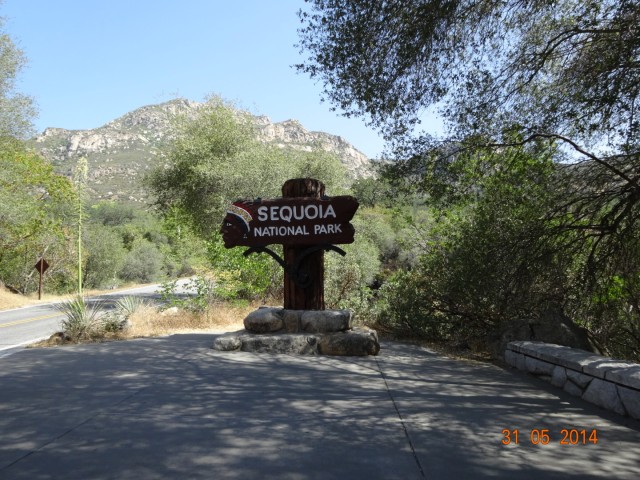 Sequoia 1