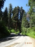 Sequoia 2