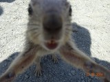 baby squirrel