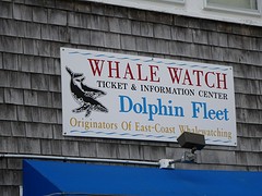 whale watch