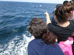walvis1
