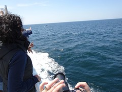 walvis2