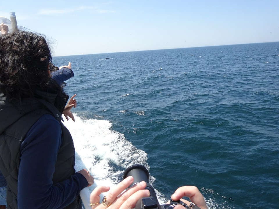 walvis2