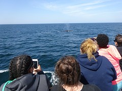 walvis3