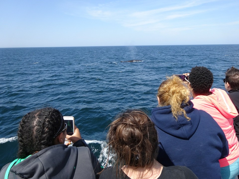 walvis3