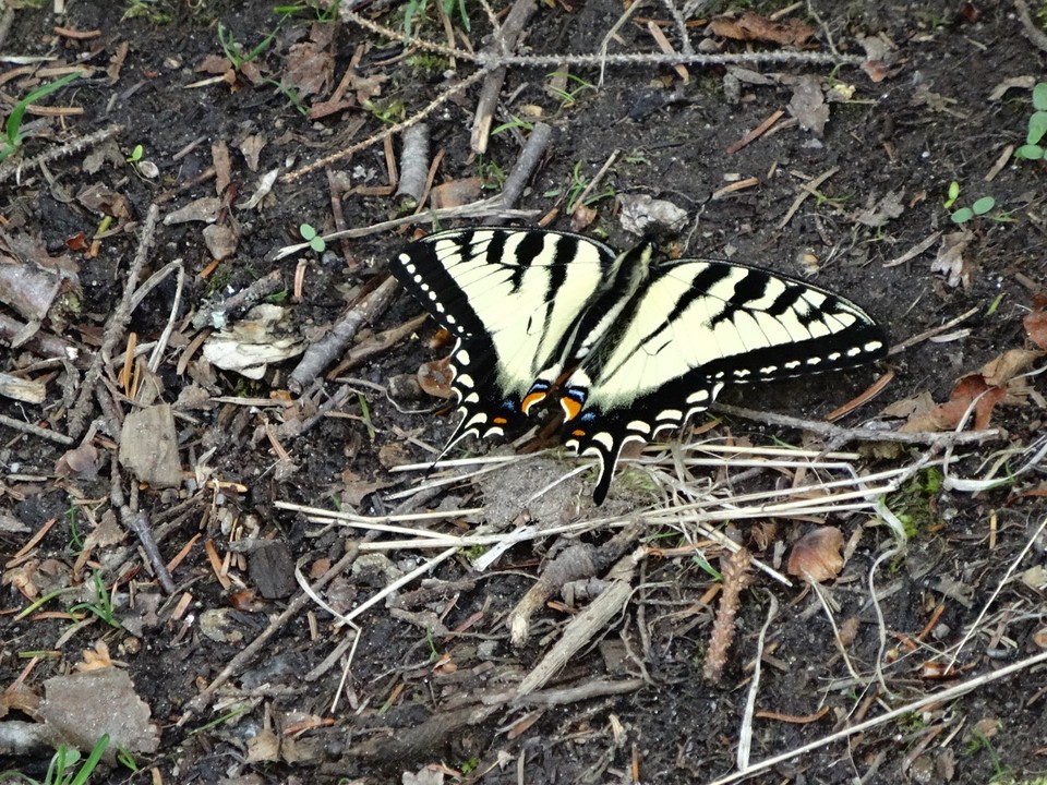 vlinder