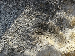 DSC00531