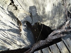 DSC00550