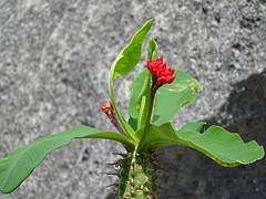 DSC00581