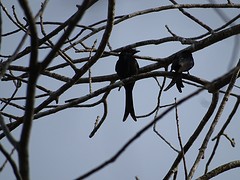 DSC00929