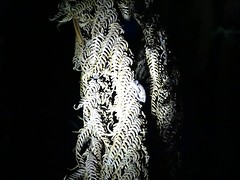 DSC01118
