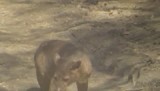 De fossa heeft dorst!