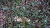 De hike door het bos