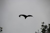 IMG_2261