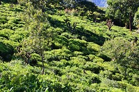 IMG_2411