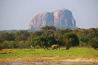 IMG_2456