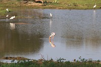IMG_2496