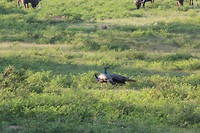 IMG_2497