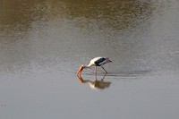 IMG_2499