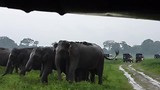 Minneriya NP