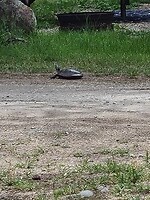 Turtle op de campground Dutch Lake