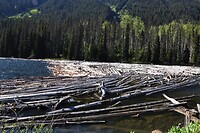 whistler