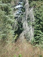 Aparte boom op de weg naar Whistler