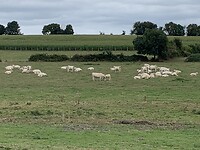 IMG_2225