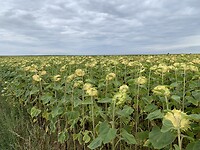 IMG_2221