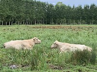 IMG_2238