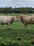 IMG_2245