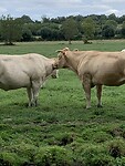 IMG_2246