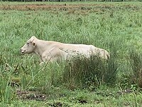 IMG_2239