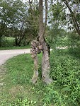 IMG_2259