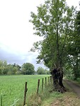 IMG_2250